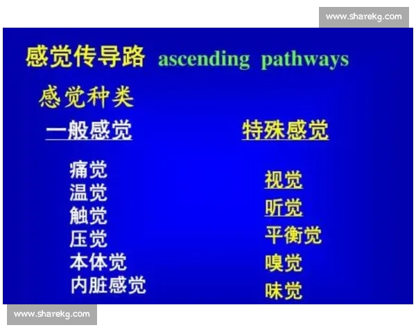 提升日常生活与运动表现的全方位平衡能力训练策略